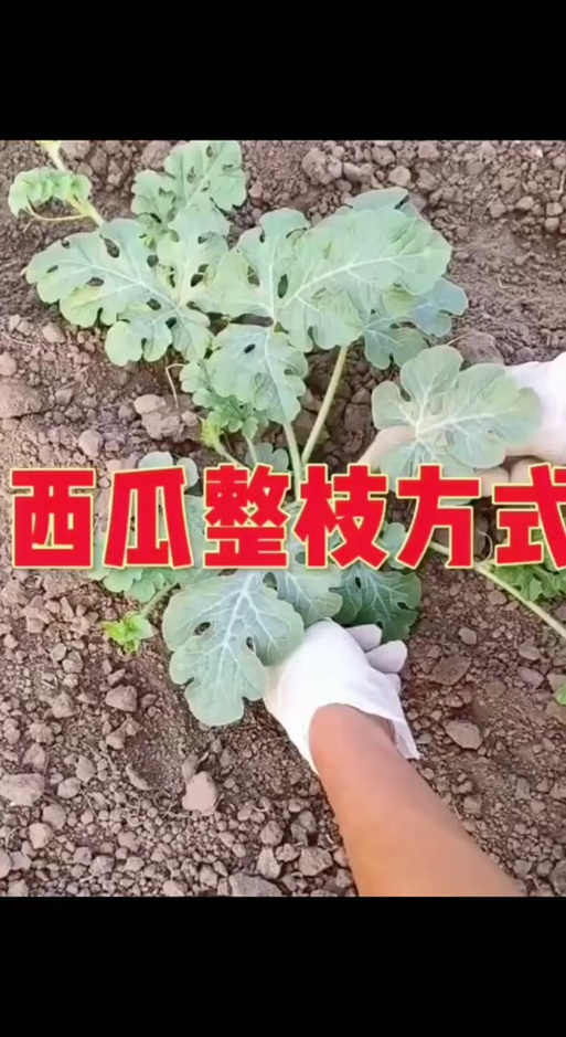 西瓜舞蹈教学视频缩略图