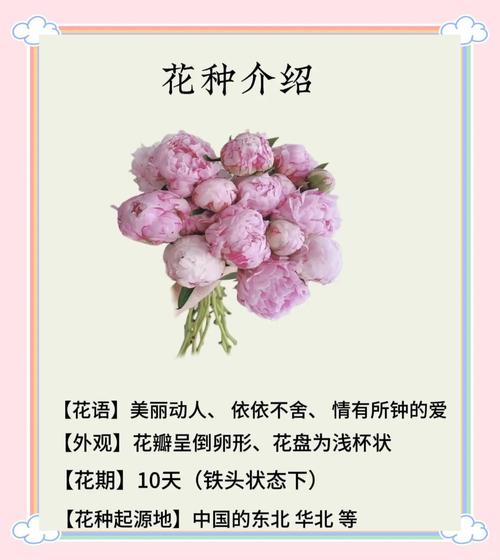 女人四十比喻什么花游戏截图
