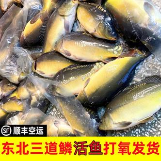 三道鳞大的好还是小的好缩略图
