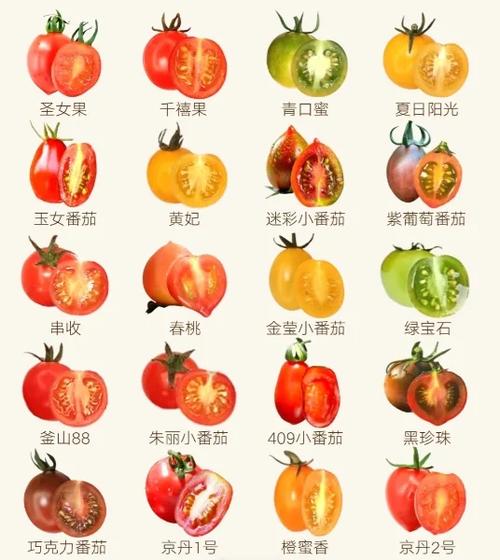番茄有哪些品种缩略图