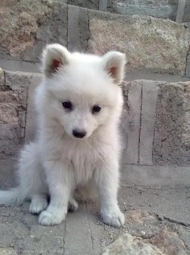 银狐犬养了有啥好处缩略图