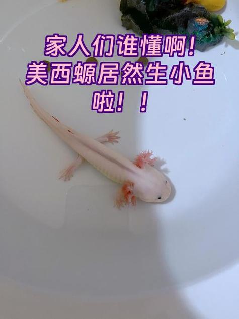 美西螈为何不建议养缩略图