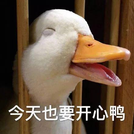 鸭鸭表情包缩略图