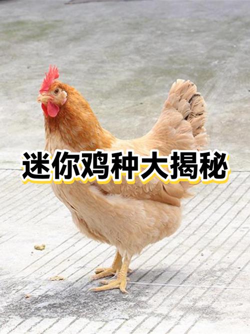 迷你世界小鸡怎么繁殖缩略图