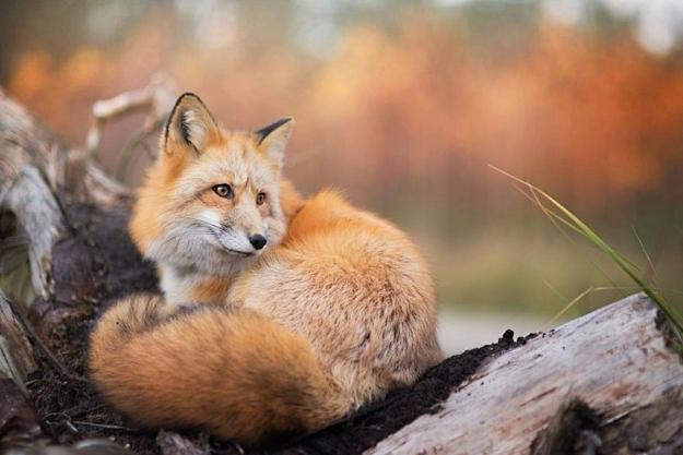 fox狐狸缩略图