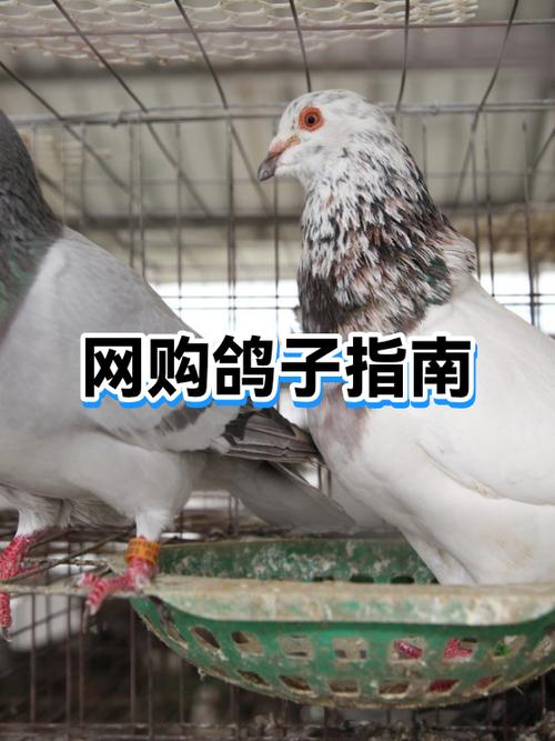 鸽子一般哪里最好销售缩略图