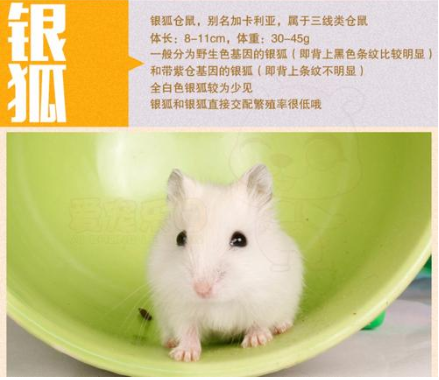仓鼠一般几块钱一只缩略图