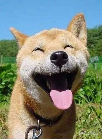 狗笑的表情包出处缩略图
