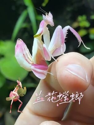 兰花螳螂的价格游戏截图
