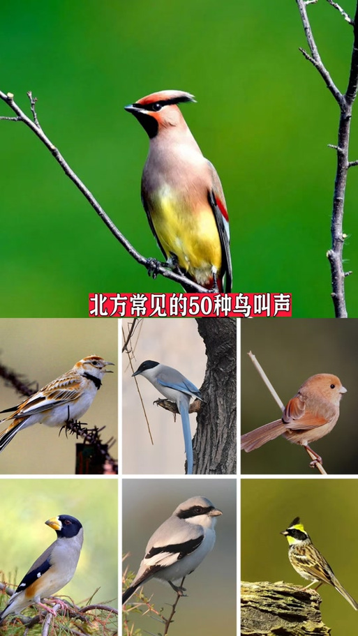 百鸟叫声大全缩略图
