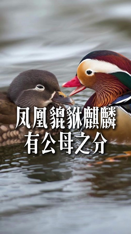 麒麟怎样分公母摆放图片缩略图