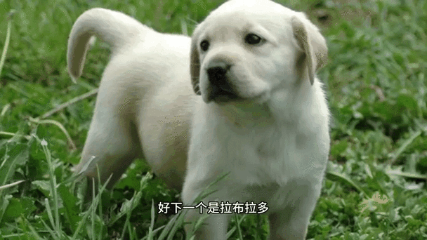 买宠物狗在哪个平台买比较好图标