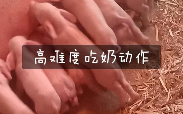 猪猪视频老旧版游戏截图
