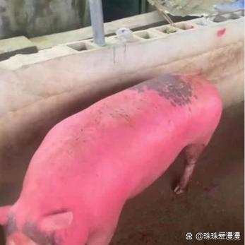 红皮猪是什么猪缩略图