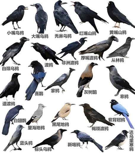 常见鸟类图片缩略图