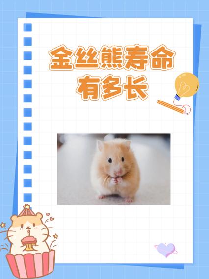 家里养金丝熊好吗缩略图