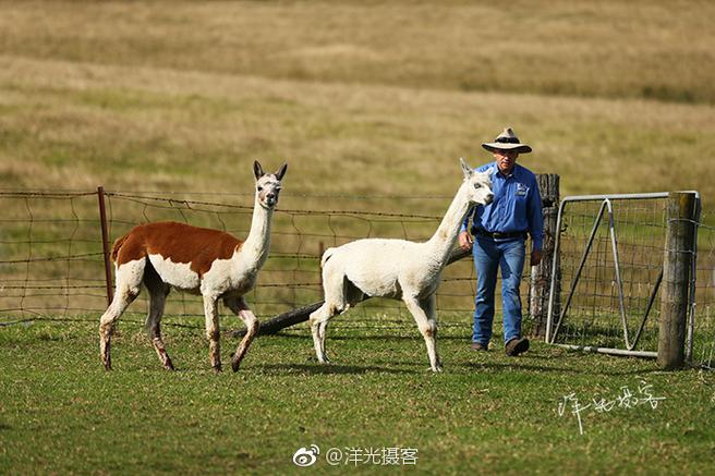 旅行世界遛狗靠谱吗缩略图