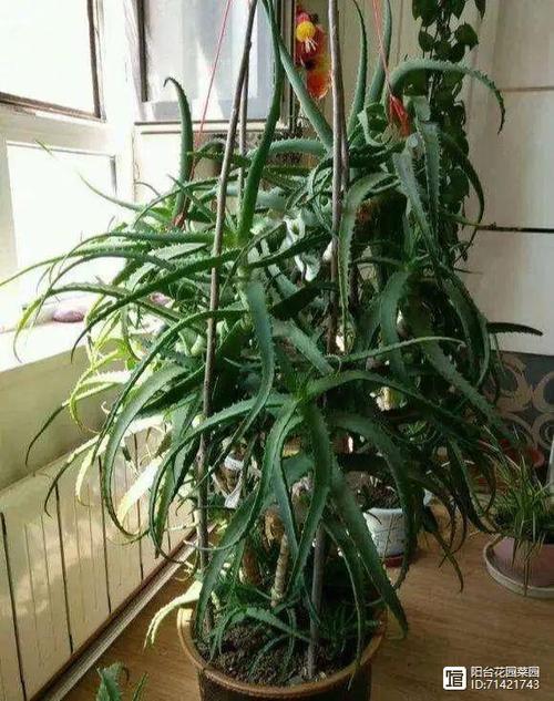 芦荟喜阴还是喜阳游戏截图