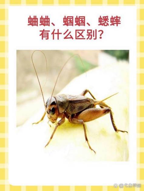 斗蛐蛐和普通蛐蛐有什么区别缩略图