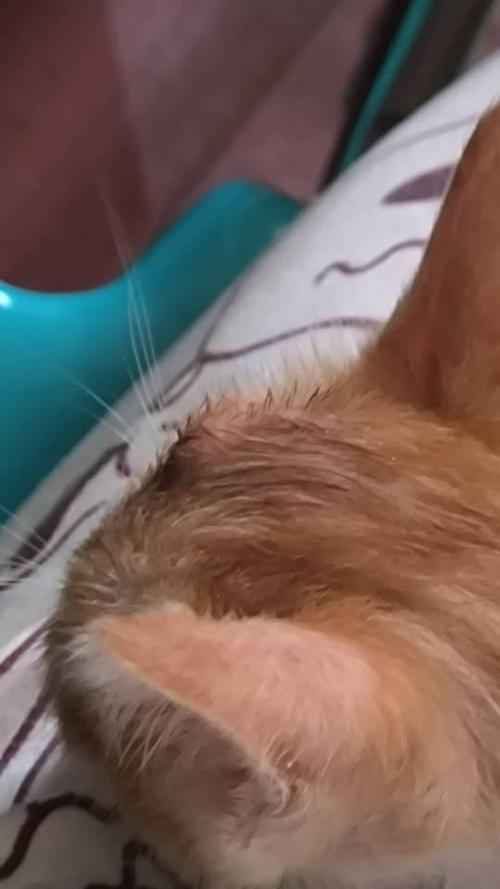 猫咪头顶皮下有个硬疙瘩缩略图