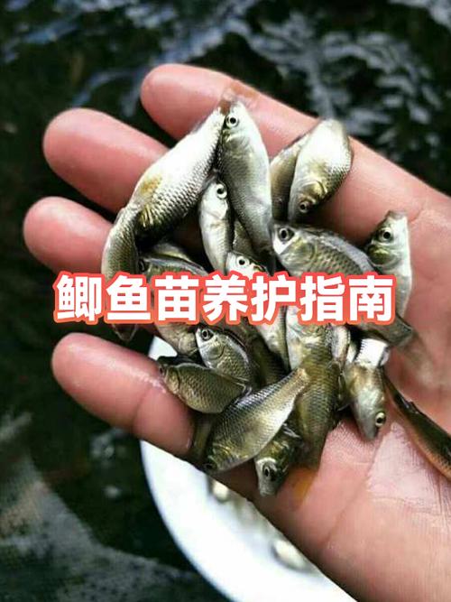 鲫鱼的鱼鳞需要刮掉吗缩略图