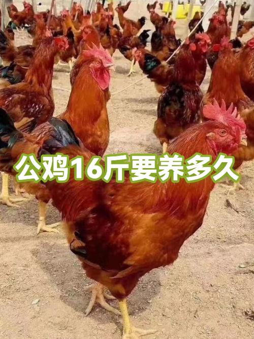 最好养的鸡排名前十游戏截图