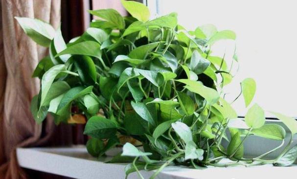 什么蔬菜种植喜阴缩略图