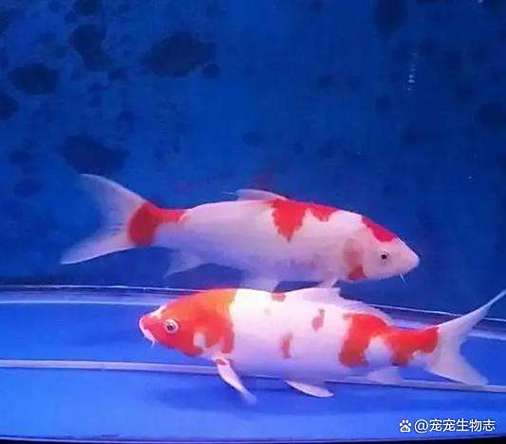 正宗的锦鲤是长尾巴还是短尾缩略图