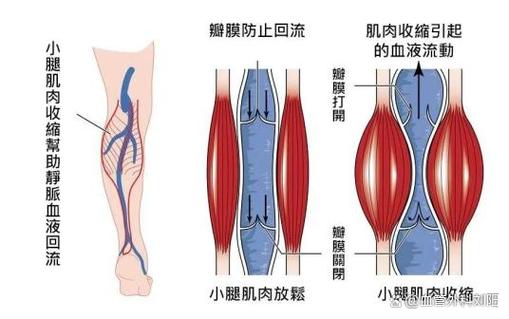 怎么增加小腿肌肉缩略图