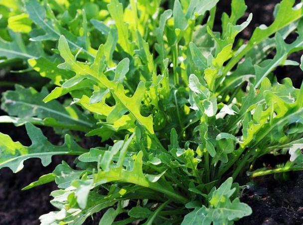 芝麻菜可以生吃吗缩略图