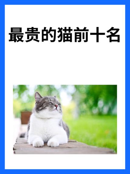 银点猫贵还是银渐层贵缩略图