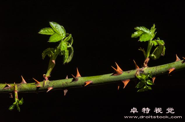 我的世界荆棘游戏截图
