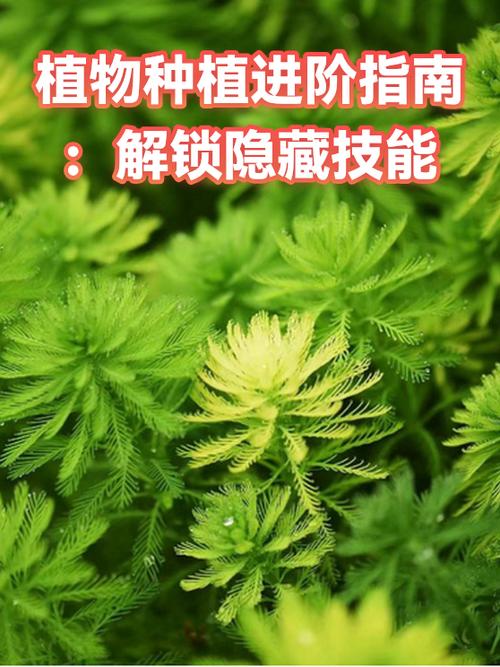 5阶植物进阶顺序图标