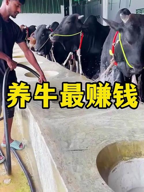 养牛赚钱缩略图