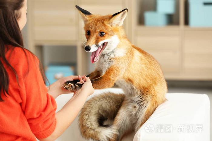 宠物狐狸咬人吗缩略图