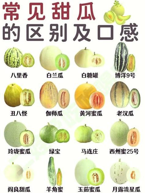 哪些品种的甜瓜最好吃缩略图