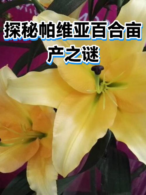 百合种子是什么形状