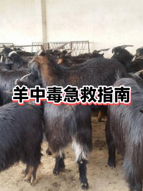 羊口吐白沫快治疗方法缩略图