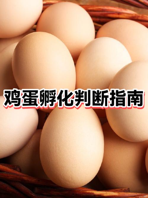 西班牙火箭队蛋怎么孵化缩略图