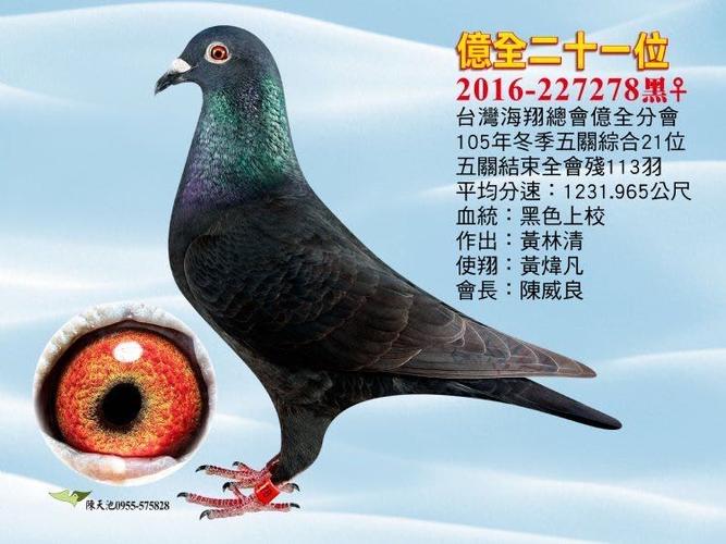 黑信鸽最好三个品种缩略图