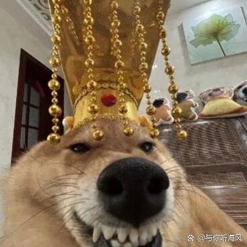 表情包狗图片大全缩略图