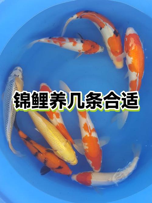 锦鲤一般养几条最旺游戏截图