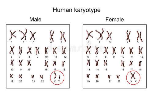 男性dna与女性dna缩略图