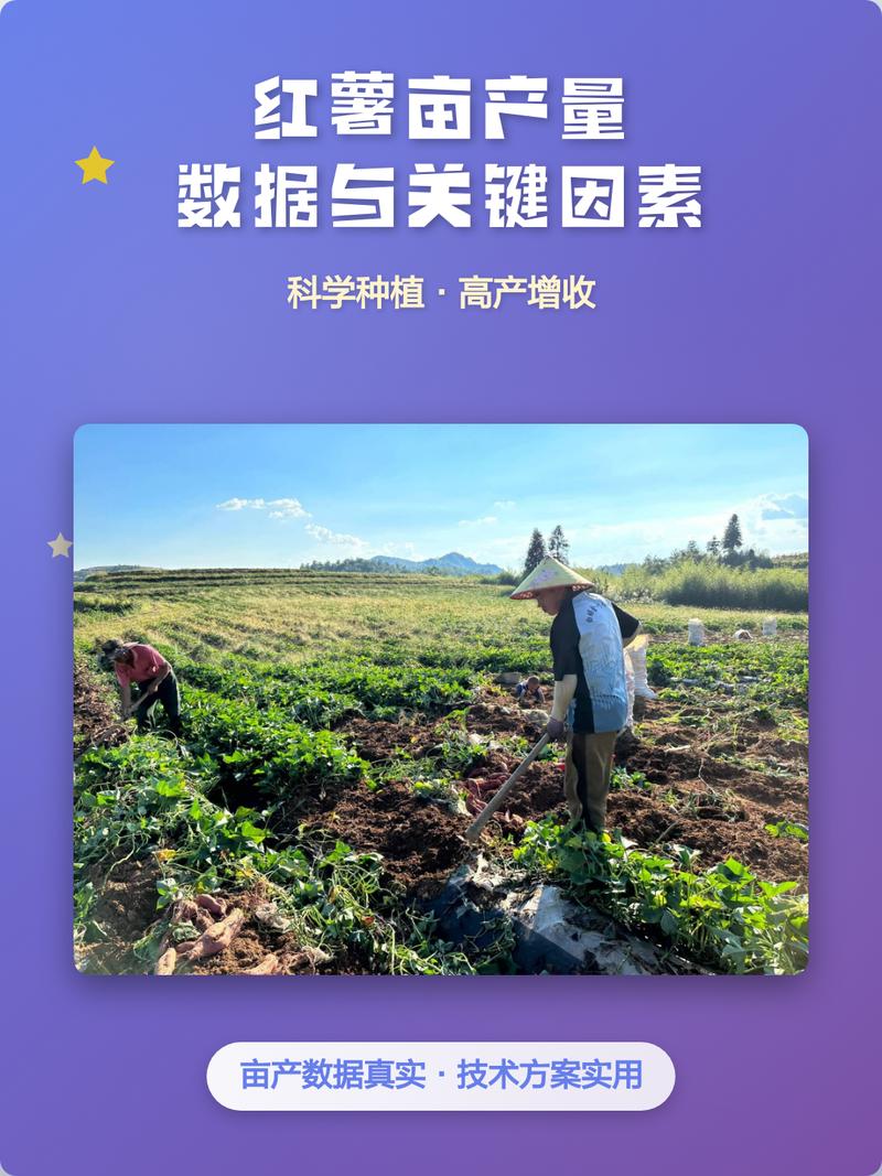 矮番薯官网缩略图