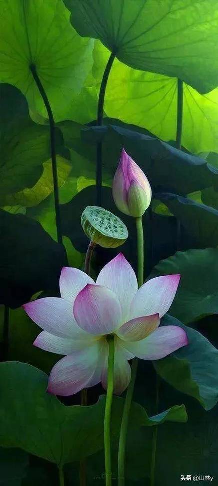 名贵荷花十大品种缩略图