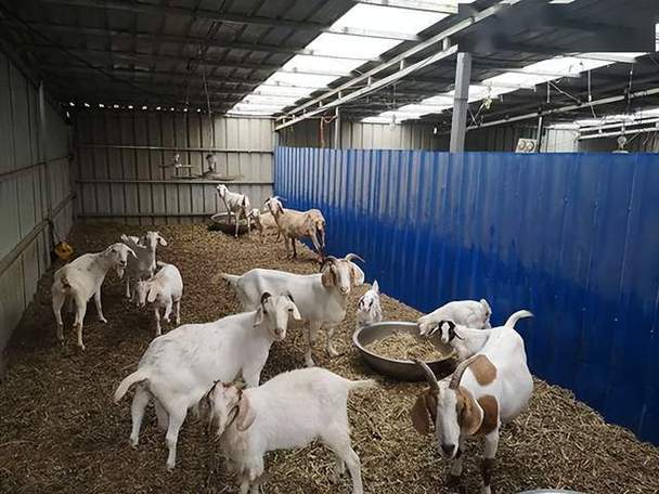 5亩养殖羊一年利润缩略图