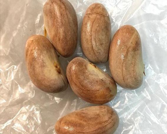 菠萝蜜的籽能不能吃缩略图