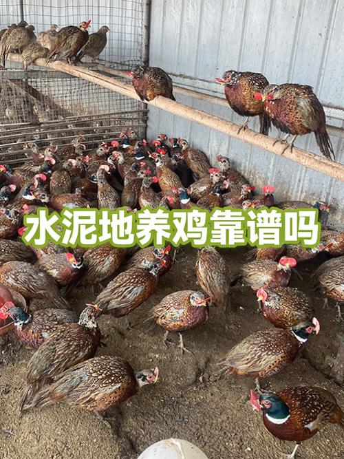 养鸡能赚钱吗缩略图