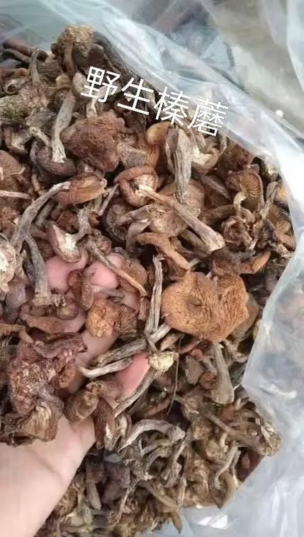 和榛蘑相似的蘑菇是什么蘑菇缩略图