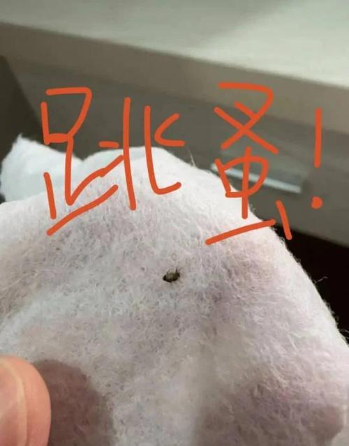 去猫虱子最简单的方法缩略图